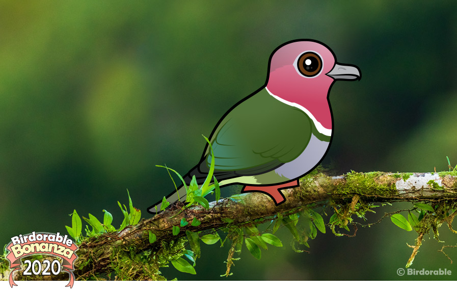 Birdorable Pink-headed Fruite Dove