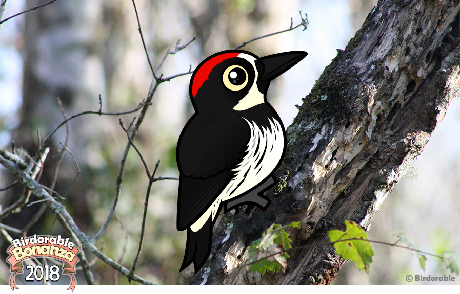 Birdorable Acorn Woodpecker
