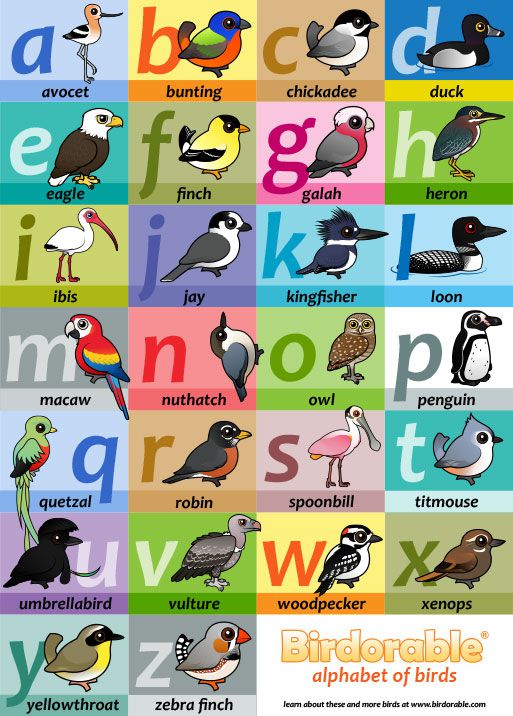 Birdorable alphabet poster