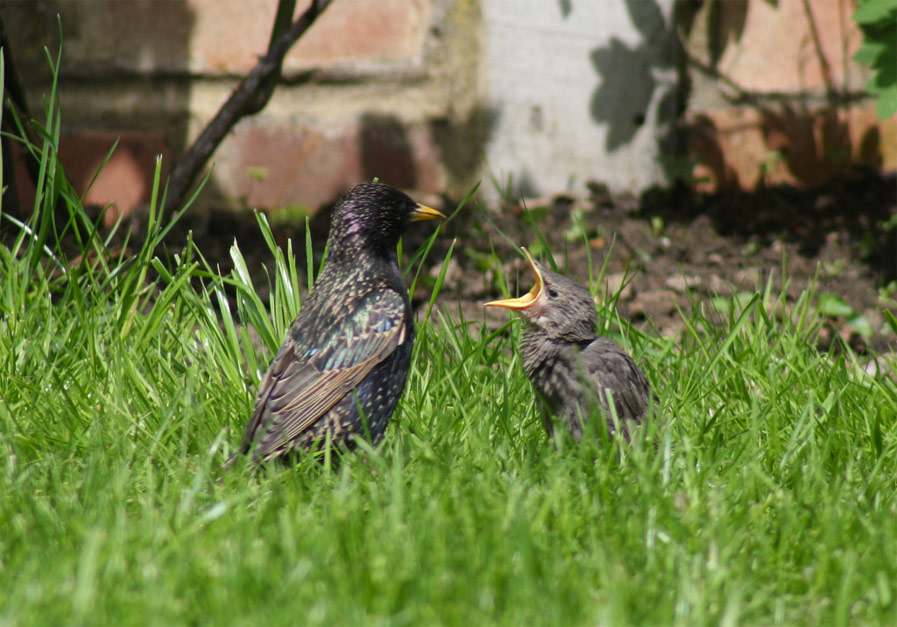 Adult and Baby Starlings