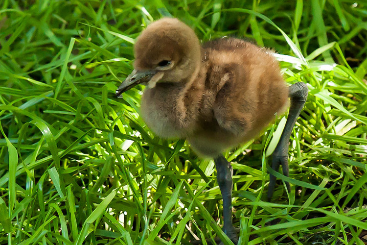 Photo of baby Wattled Crane