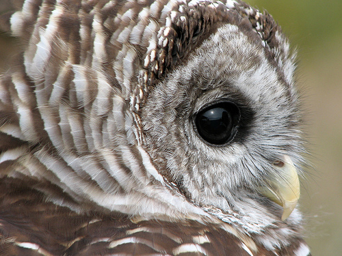 Barred Owl Close-up