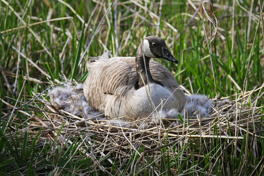 Canada Goose on Nest