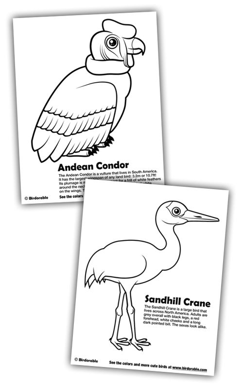 Birdorable Coloring Pages: Andean Condor and Sandhill Crane