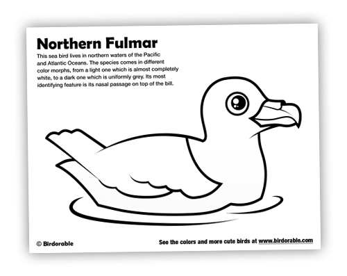 Birdorable Northern Fulmar Coloring Page