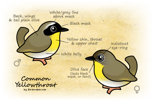 Common Yellowthroat Characteristics