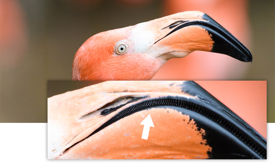Close-up of flamingo's lamellae