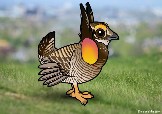 Birdorable Greater Prairie-Chicken