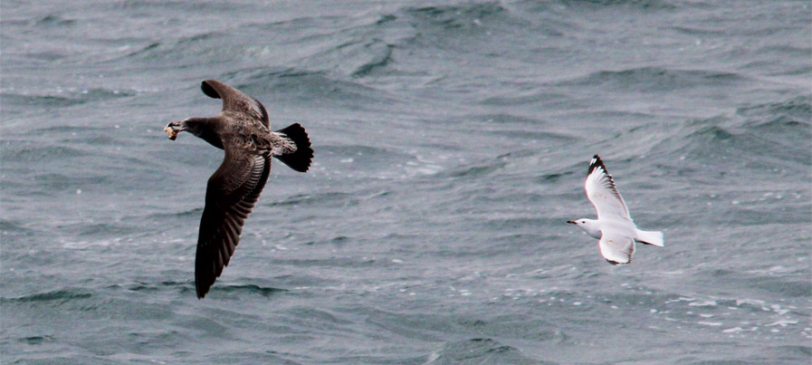 Seagull chasing juvenile pacific gull