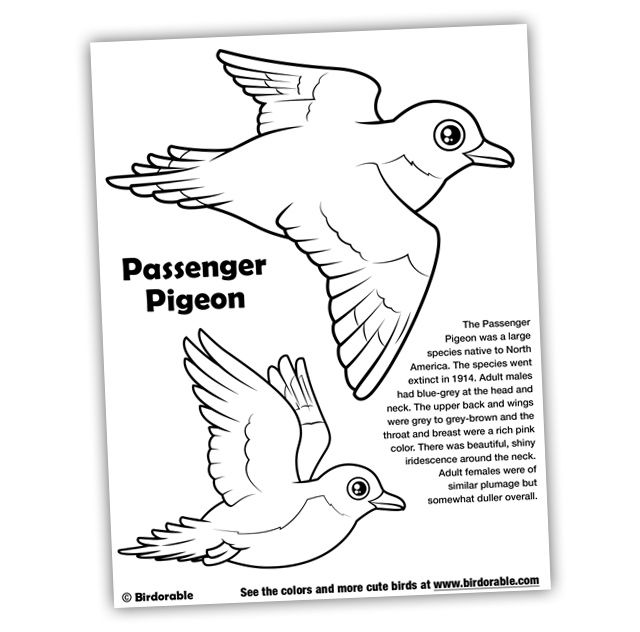 Birdorable Passenger Pigeon Coloring Page