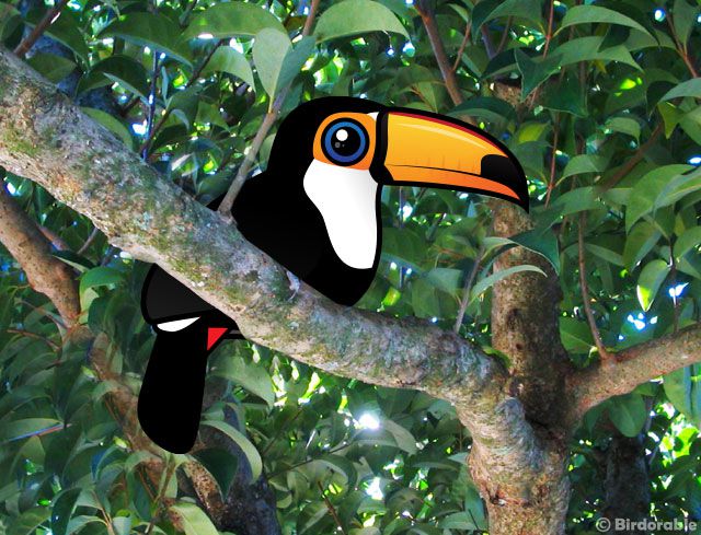 Birdorable Toco Toucan