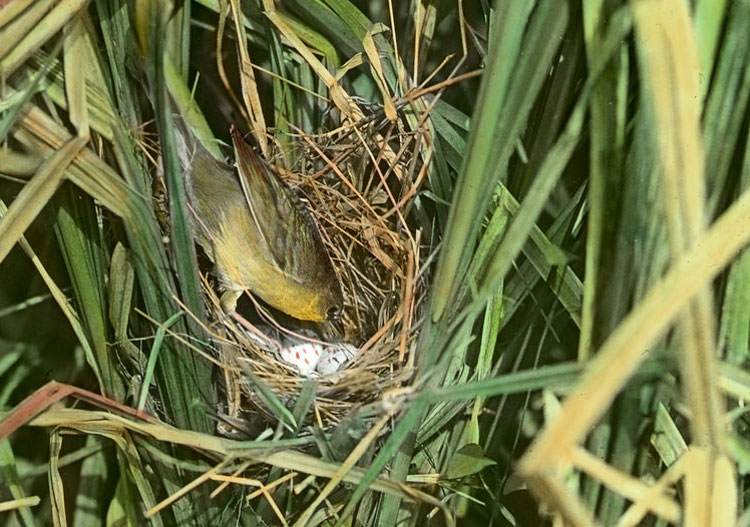 Common Yellowthroat on nest