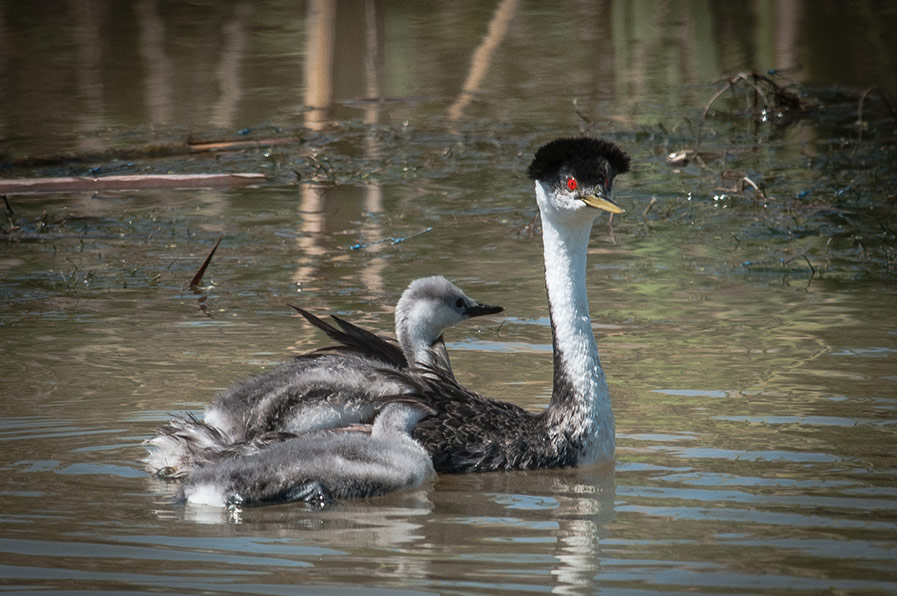 Western Grebe and chicks by