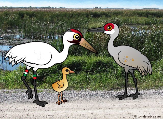 Whoopsie the Whooping Crane and Sandhill Crane hybrid chick