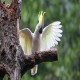 Photo of Yellow-crested Cockatoo