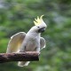Photo of Yellow-crested Cockatoo