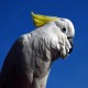 Photo of Yellow-crested Cockatoo