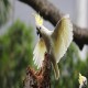 Photo of Yellow-crested Cockatoo