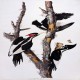 Photo of Ivory-billed Woodpecker