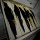 Photo of Ivory-billed Woodpecker