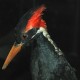 Photo of Ivory-billed Woodpecker