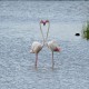 Photo of Greater Flamingo