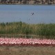 Photo of Greater Flamingo