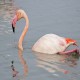 Photo of Greater Flamingo