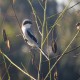 Photo of Loggerhead Shrike