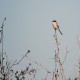 Photo of Loggerhead Shrike