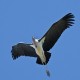 Photo of Marabou Stork