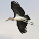 Photo of Marabou Stork
