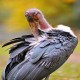 Photo of Marabou Stork
