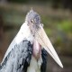 Photo of Marabou Stork
