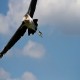 Photo of Marabou Stork