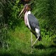 Photo of Marabou Stork