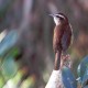 Photo of Carolina Wren