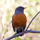Photo of American Robin