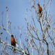 Photo of American Robin