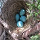 Photo of American Robin