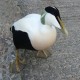 Photo of Common Eider