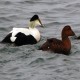 Photo of Common Eider