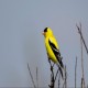 Photo of American Goldfinch
