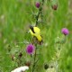 Photo of American Goldfinch
