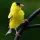 Photo of American Goldfinch