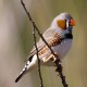Photo of Zebra Finch