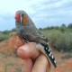 Photo of Zebra Finch