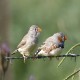 Photo of Zebra Finch