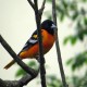 Photo of Baltimore Oriole