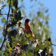 Photo of Baltimore Oriole